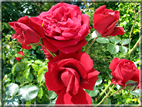 foto Rose